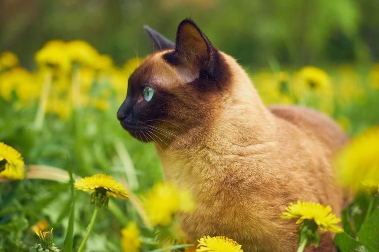Chat siamois