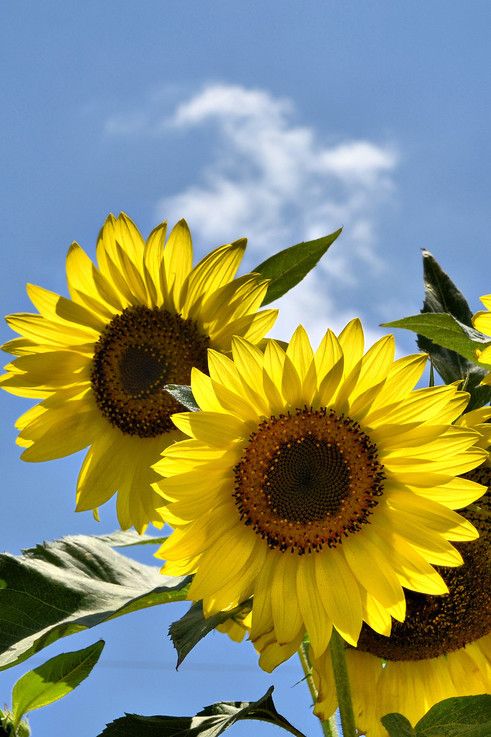 u100-Tournesols-3