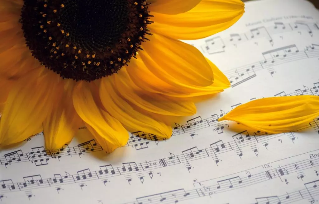sunflower-7493240_1280