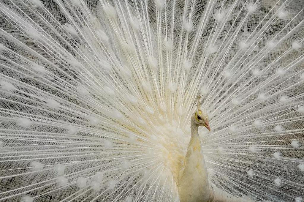 nick115-peacock-10075497_1920-1