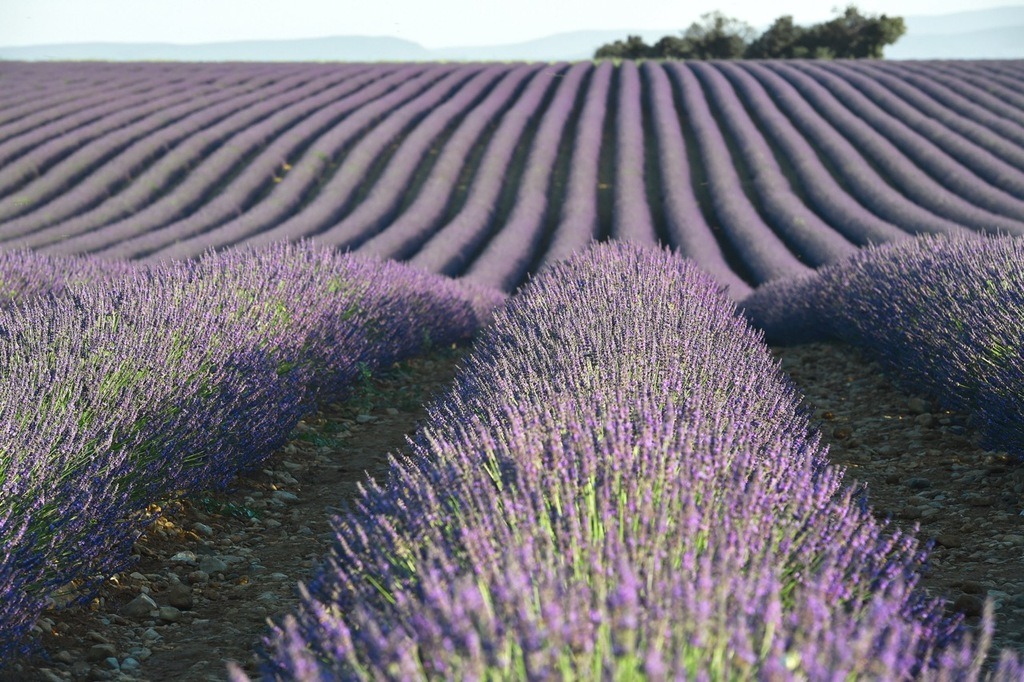 dormeur74-lavender-8490878-Grande