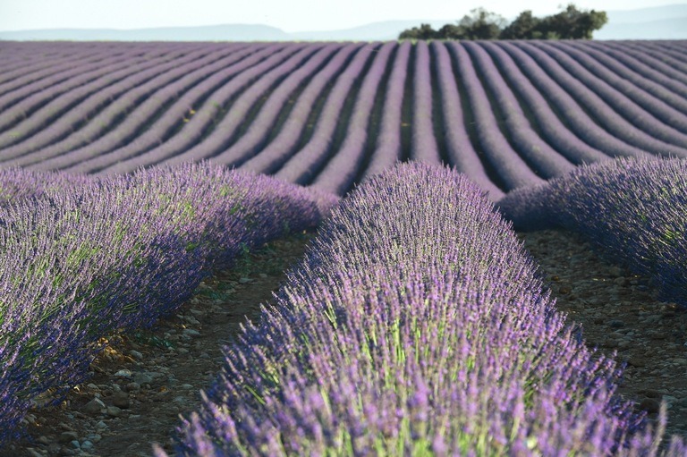 dormeur74-lavender-8490878-Grande