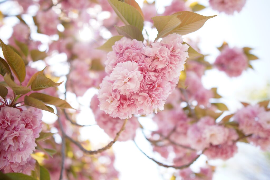 narumilk-cherry-blossoms-5167156