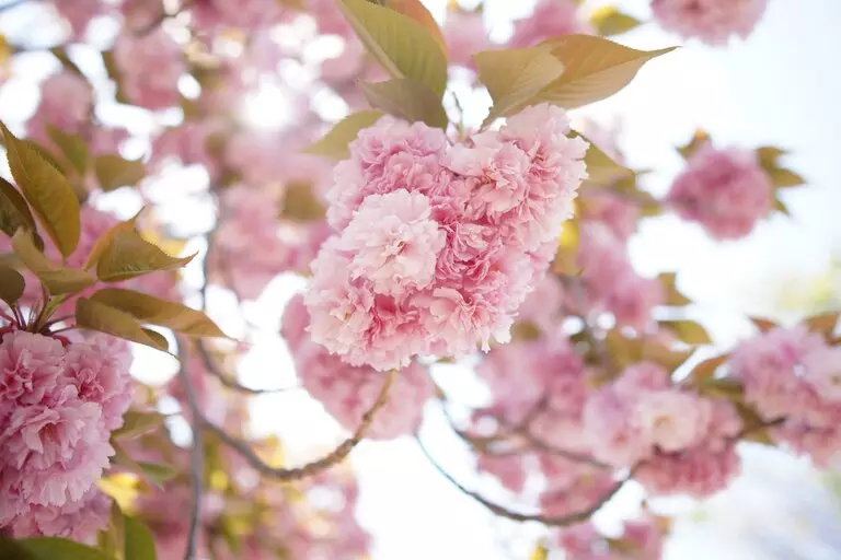narumilk-cherry-blossoms-5167156